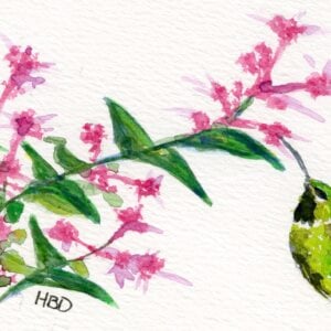 Pollinator Series - Hummingbird