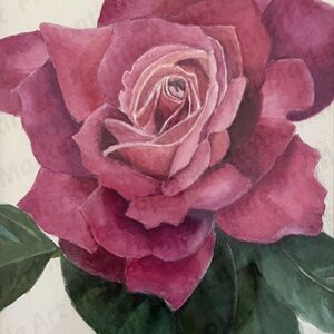 Deep Pink Rose