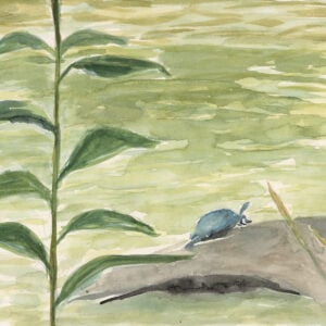 Hikes with Jen series - Sunbathing Turtle - Southwestway Park