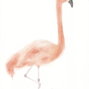 Eclipse Flamingo 2