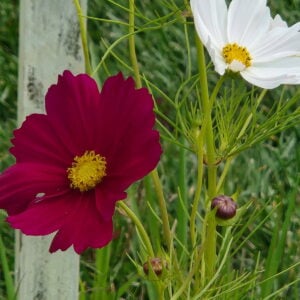 in bloom