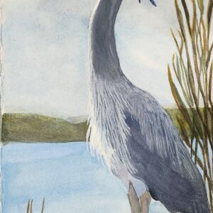 Marsh Heron