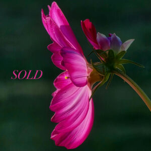 Cosmos flower