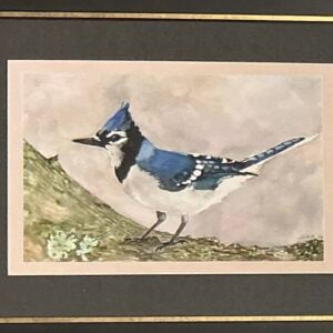 Blue Jay Blues